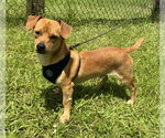 Small #5 Chihuahua
