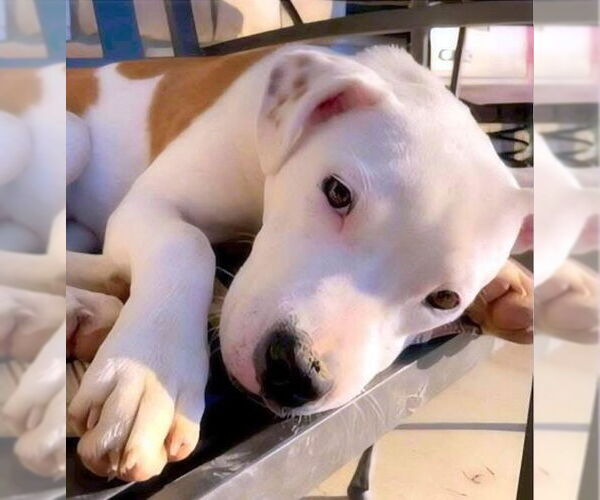 Medium Photo #7 American Bulldog-Unknown Mix Puppy For Sale in Alexander, AR, USA