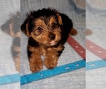 Small Photo #307 Yorkshire Terrier Puppy For Sale in AKRON, OH, USA