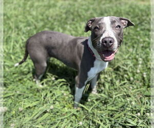 American Pit Bull Terrier-Unknown Mix Dogs for adoption in Virginia Beach, VA, USA