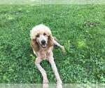 Small Photo #1 Poodle (Standard) Puppy For Sale in BRADFORDSVILLE, KY, USA