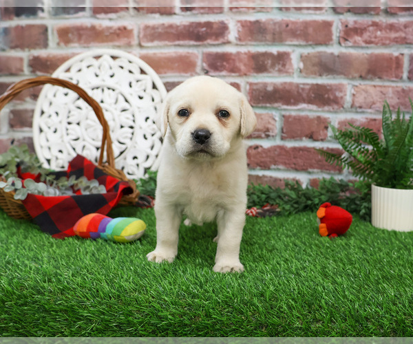 Medium Photo #4 Labrador Retriever Puppy For Sale in SYRACUSE, IN, USA
