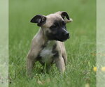 Small #9 Boxer Mix