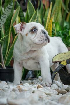 Medium Photo #8 English Bulldog Puppy For Sale in CUTLER BAY, FL, USA
