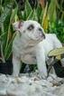 Small Photo #8 English Bulldog Puppy For Sale in CUTLER BAY, FL, USA
