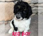 Puppy Red boy Bernedoodle