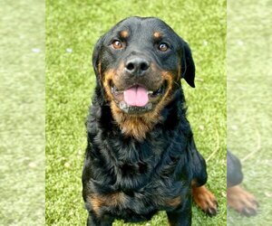 Rottweiler Dogs for adoption in Hilton Head, SC, USA