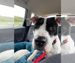 Small #12 American Pit Bull Terrier