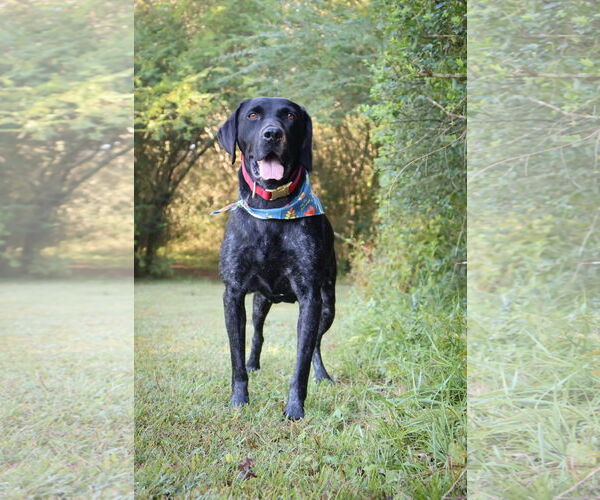 Medium Photo #4 German Shorthaired Pointer Puppy For Sale in Columbus, IN, USA