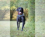 Small #3 German Shorthaired Pointer