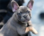 Puppy 4 French Bulldog