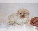 Small #1 Shih Tzu