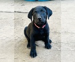 Small Photo #3 Labrador Retriever Puppy For Sale in AUBURN, CA, USA
