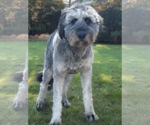 Mutt Dogs for adoption in Newport Beach, CA, USA