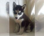 Small Photo #5 Siberian Husky Puppy For Sale in NEOSHO, MO, USA