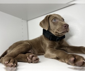 Labrador Retriever Puppy for Sale in ALEXANDRIA, Virginia USA