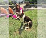 Small #6 Border Collie Mix