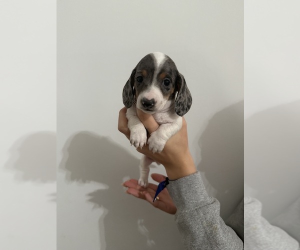 Medium Photo #1 Dachshund Puppy For Sale in GREENFIELD, IN, USA