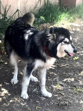 Medium Photo #1 Siberian Husky-Wolf Hybrid Mix Puppy For Sale in LOS ANGELES, CA, USA