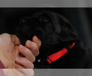 Labrador Retriever Puppy for Sale in EDINBURG, Virginia USA