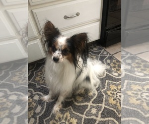 Papillon Puppy for sale in SHIPMAN, IL, USA