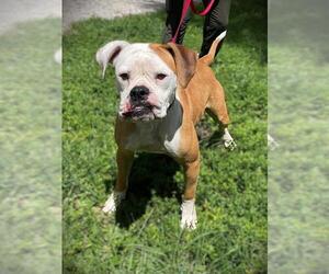 Boxer Dogs for adoption in Naples, FL, USA