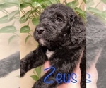 Small Photo #1 Goldendoodle-Poodle (Standard) Mix Puppy For Sale in GRESHAM, OR, USA
