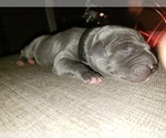 Small Photo #2 Great Dane Puppy For Sale in INDEPENDENCE, MO, USA