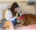Small #7 American Pit Bull Terrier Mix