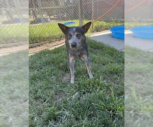Australian Cattle Dog Dogs for adoption in Modesto, CA, USA