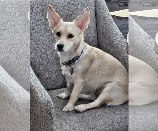 Medium Photo #2 Chihuahua-Unknown Mix Puppy For Sale in Farmington, MN, USA