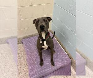 American Pit Bull Terrier Dogs for adoption in Brighton, CO, USA