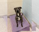 *DOLPHIN - Male American Pit Bull Terrier Dog for Adoption - Small photo