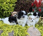 Small #7 Pomeranian
