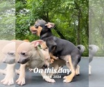 Small #14 Chihuahua
