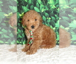Small Photo #6 Goldendoodle Puppy For Sale in FROSTPROOF, FL, USA