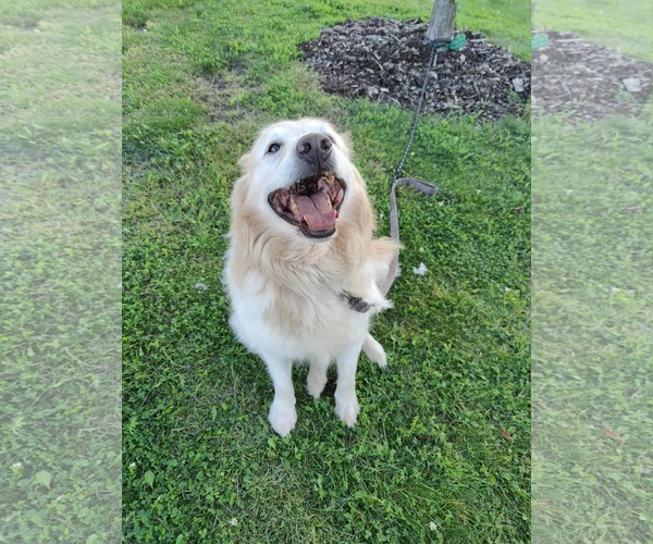 Medium Photo #4 Retriever -Unknown Mix Puppy For Sale in St. Louis Park, MN, USA