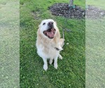 Small #3 Retriever  Mix