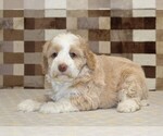 Small #1 Bernedoodle (Miniature)