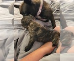 Small Photo #4 French Bulldog Puppy For Sale in CLYDE, MI, USA