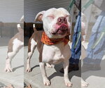 Small Photo #2 Mutt Puppy For Sale in Hillsboro, NH, USA