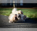 Small Photo #12 Cairn Terrier-Unknown Mix Puppy For Sale in Arlington, WA, USA