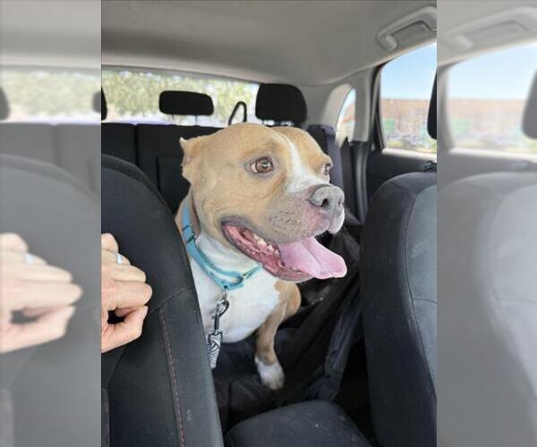 Medium Photo #3 American Pit Bull Terrier-Unknown Mix Puppy For Sale in Las Vegas, NV, USA