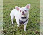 Small #8 Chihuahua