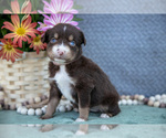 Small #1 Miniature Australian Shepherd