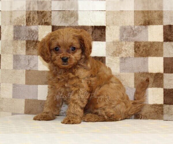 Medium Photo #4 Cavapoo (Miniature) Puppy For Sale in DENVER, PA, USA