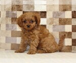 Small #3 Cavapoo (Miniature)