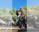 Small #6 Australian Shepherd Mix