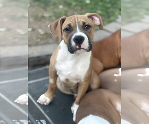 Mutt Dogs for adoption in Fenton, MO, USA
