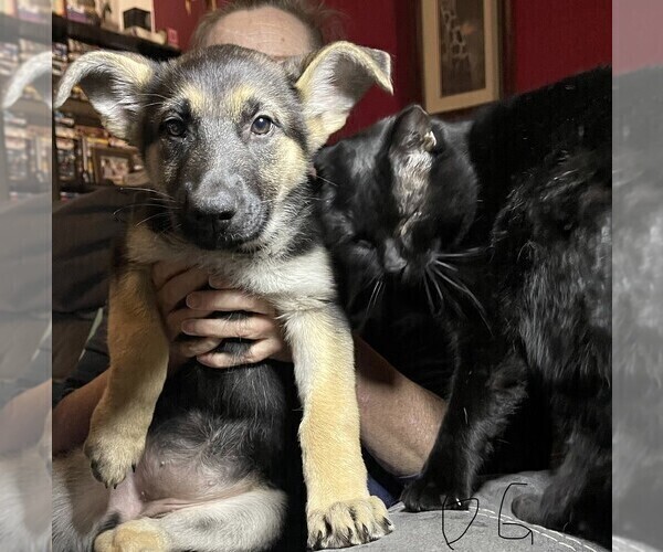 Medium Photo #7 German Shepherd Dog Puppy For Sale in SACRAMENTO, CA, USA